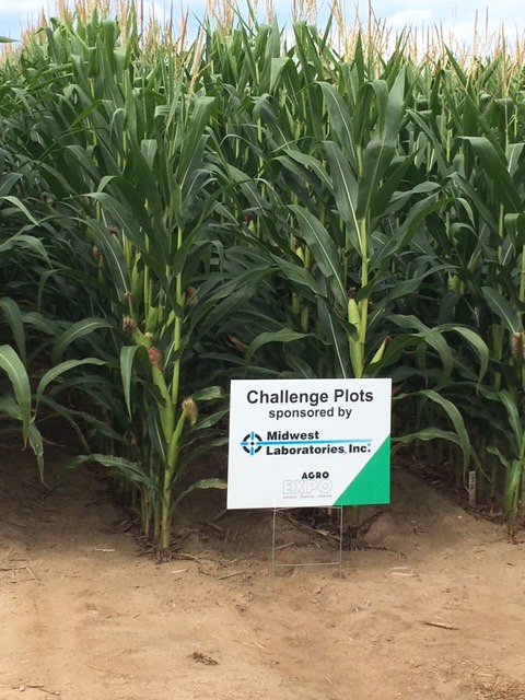 AgroExpo competitors put their skills to work to produce the best returns on fertilizer plots. #soiltesting #soil #midwestlabs
