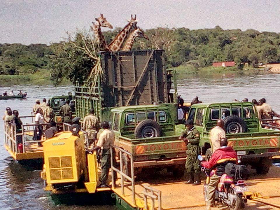 @Tourismuganda @GorillaTrekking @GiraffeCenter @ajplus @CLEZooDirector @sandiegozoo @nature_org @BBCWorld @Save_Giraffe @beprovided @SaturdayRNZ @morgan_forde_ Giraffe's in transit to the southern bank of #MurchisonFalls #NationalPark #SafariUganda #wildlife #translocation #Uganda