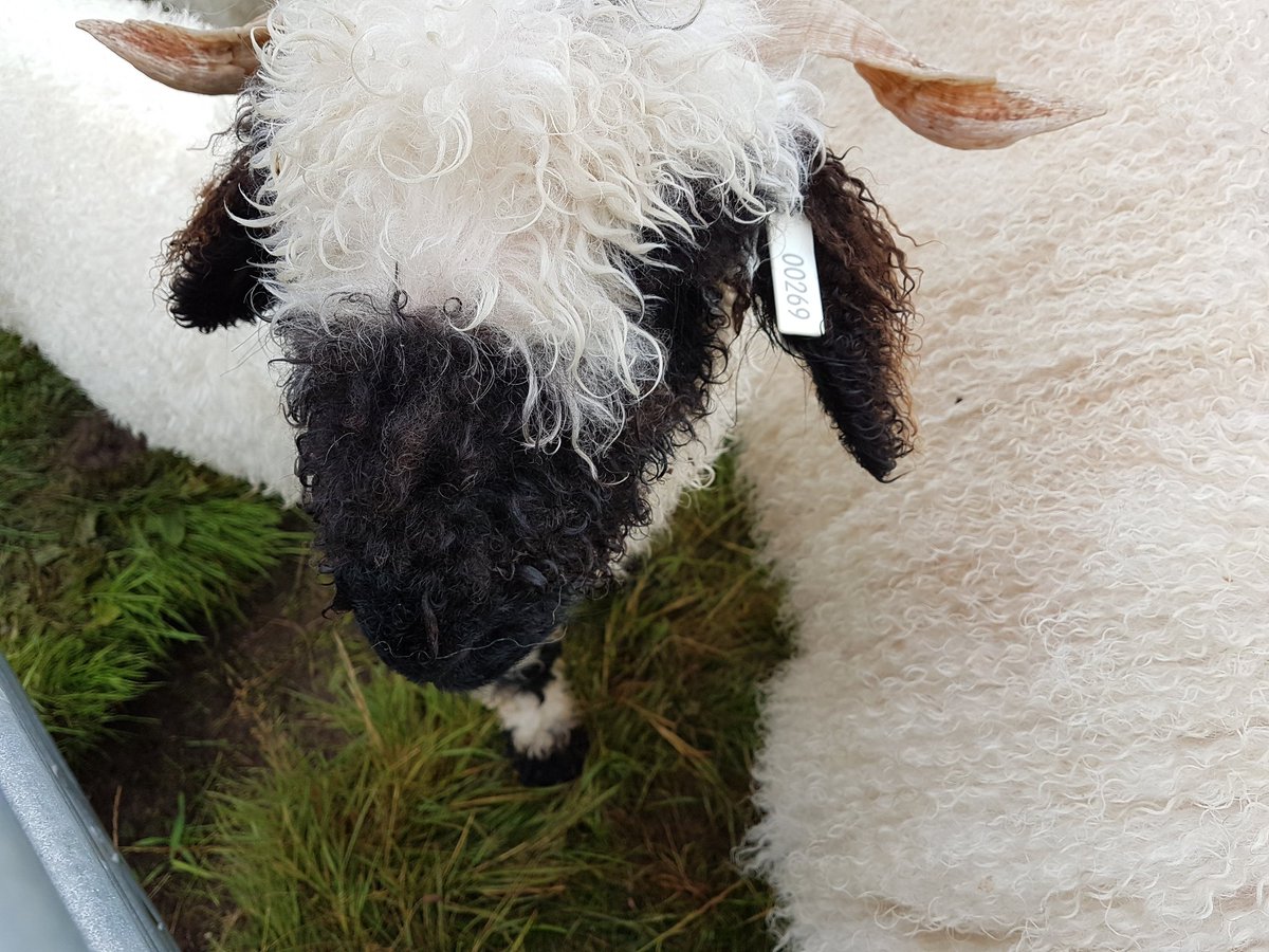 MoorViewAlpacas's tweet photo. Nuzzels in the morning what better way to start your day #farming #womeninfarming #cornwall #vbns #lovethem https://t.co/UViXNt5HEC