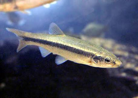 ゆうと 左の写真がアブラハヤ 右の写真がタカハヤ この2種類写真で見たら結構違いがわかりますが 実際は写真よりもこんがらがることが多いです アブラハヤ この魚は鱗はあるが細かく粘液でヌルヌルしているため 油みたいだからアブラ ハヤ は川 ゆうと 左の写真がアブラハヤ 右の写真がタカハヤ この2種類写真で見たら結構違いがわかりますが 実際は写真よりもこんがらがることが多いです アブラハヤ この魚は鱗はあるが細かく粘液でヌルヌルしているため 油みたいだからアブラ ハヤ は川