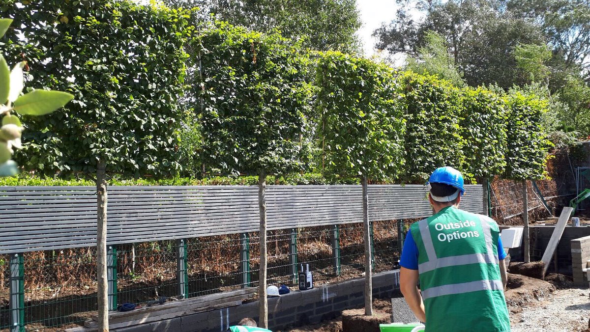 OutsideOptions's tweet image. Large pleached Carpinus betulus being planted at one of our current projects.
outsideoptions.ie