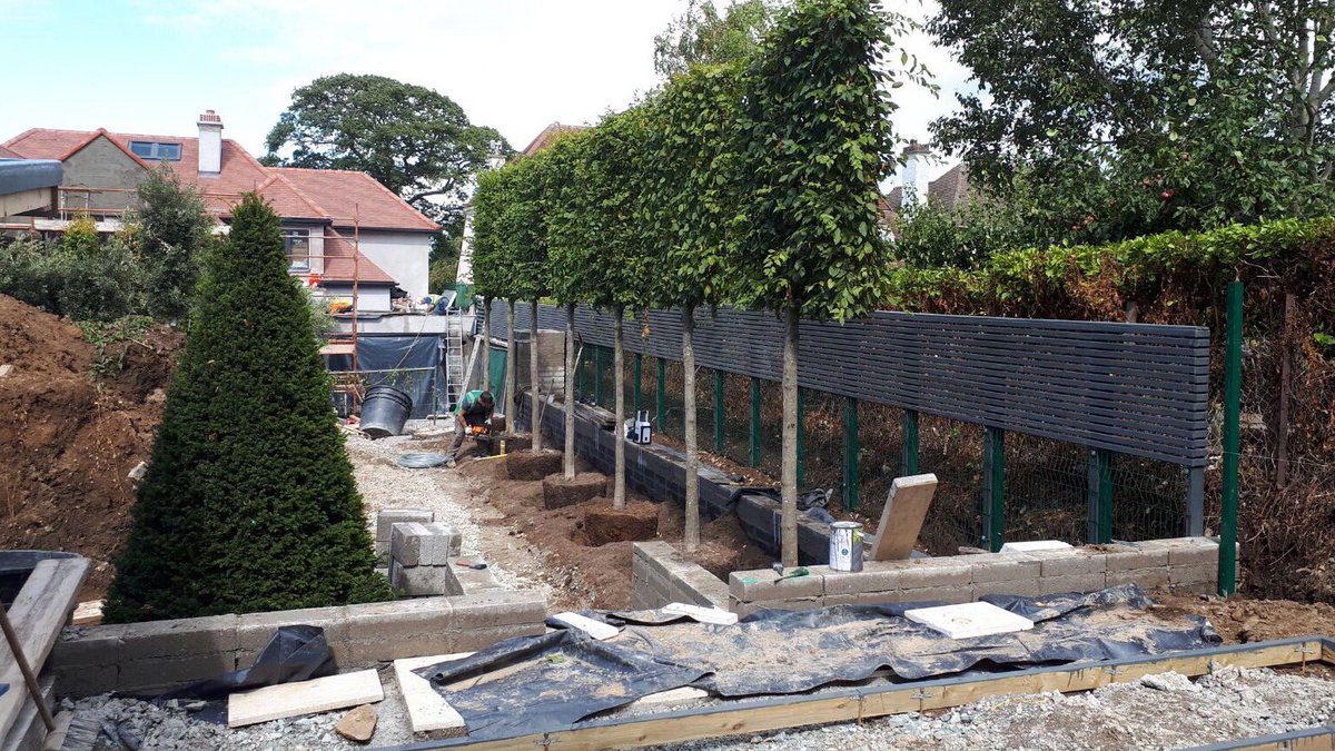 OutsideOptions's tweet image. Large pleached Carpinus betulus being planted at one of our current projects.
outsideoptions.ie