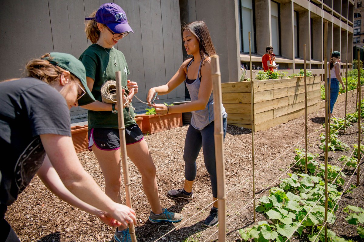 .<a href="/NYUrbanFarmLab/">NYU Urban Farm Lab</a> is back and ready for students taking @nyusteinhardt's "Introduction to Urban Agriculture" classes this fall. 👍