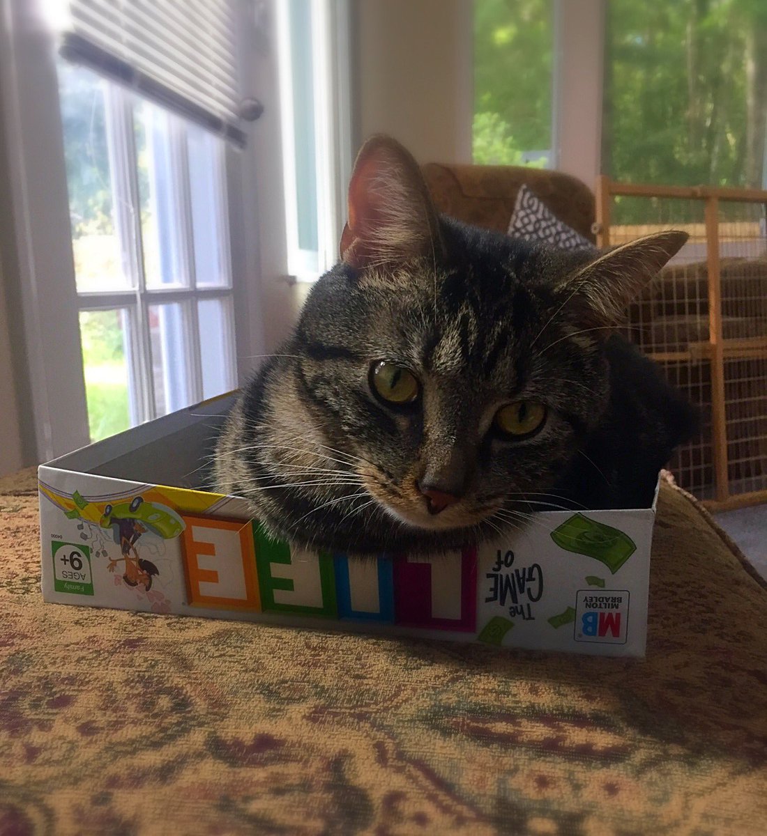 hempfarmdirect's tweet photo. If life was like a box of cats, we'd be winning.

#justacatinabox 
#CatsOfTwitter #cathemp #hemp
#nationalrelaxationday #TuesdayThoughts https://t.co/GB8KNHcg5I