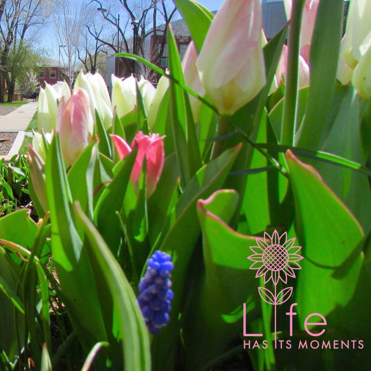 NAU's tweet image. #MyNormalin5Words
Yes, we have four seasons.