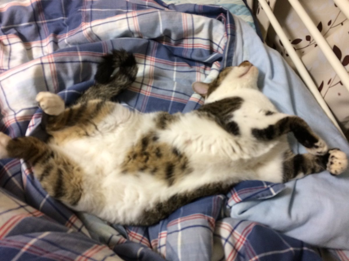 risky_chest's tweet photo. 起きたらこんな寝方してた
まじ萌える https://t.co/EfFoDRDNPQ