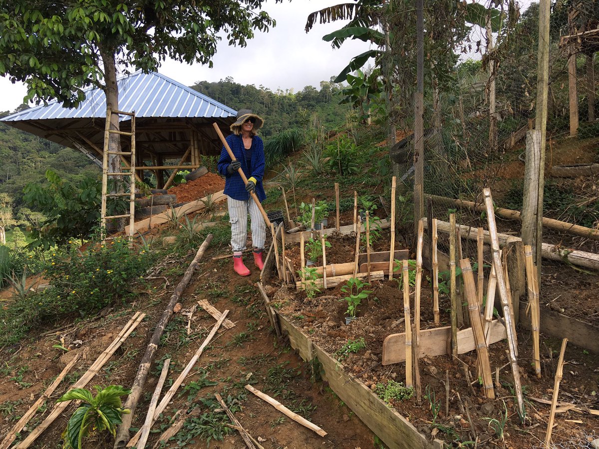 YantzaFarm's tweet photo. Our first volunteer from New Zealand 🇳🇿 Karen is planting: #peppers #peas #beans #pasley #springonions at #permatree #tropicalpermaculture https://t.co/ukcyAzxBX2