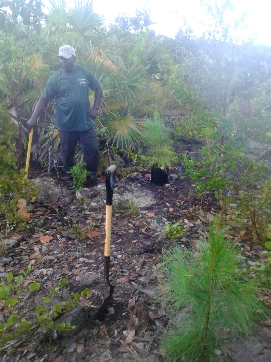 Planting Caicos pine saplings immediately after rain. Habitat restoration on Pine Cay <a href="/TCIG_Press/">TCIG Communications Directorate</a> @KewUKOTs #kewtci