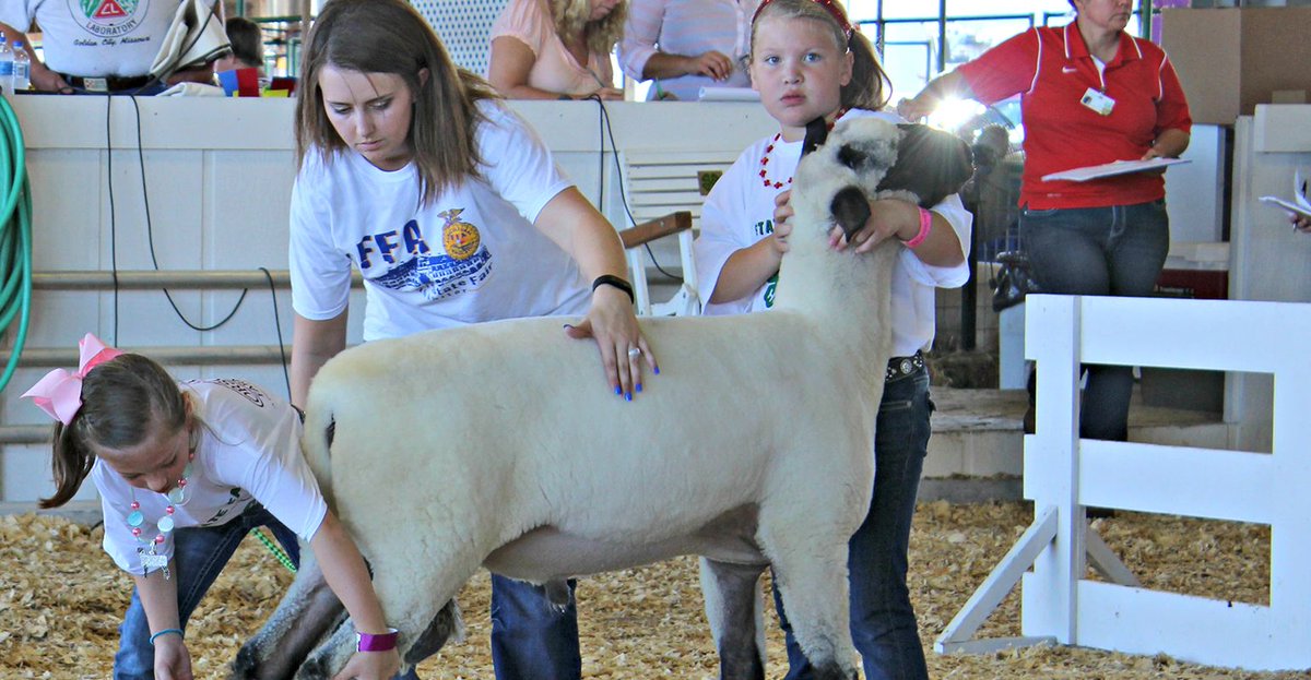 MindyLWard's tweet photo. Are you a #livestock show addict? Happens to the best of us. #showstocklife #statefair @MoStateFair https://t.co/WnPz2mVhG6 https://t.co/AXghmvazQl