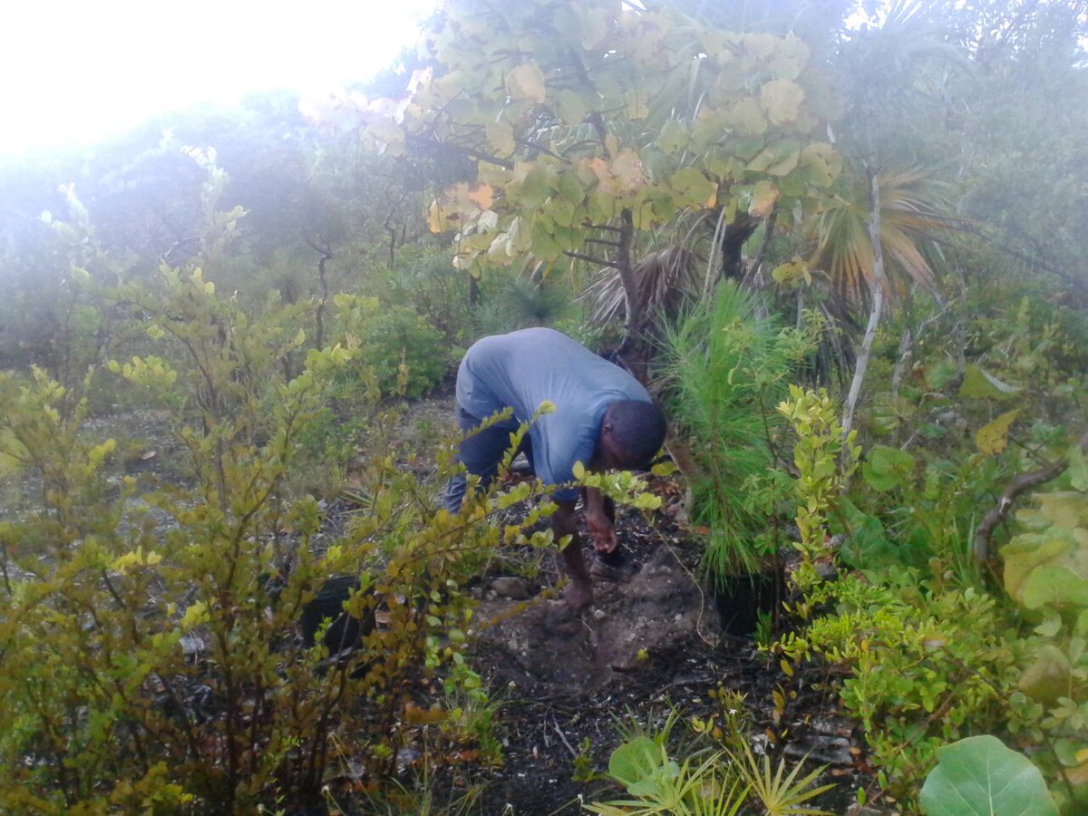 Planting Caicos pine saplings immediately after rain. Habitat restoration on Pine Cay <a href="/TCIG_Press/">TCIG Communications Directorate</a> @KewUKOTs #kewtci