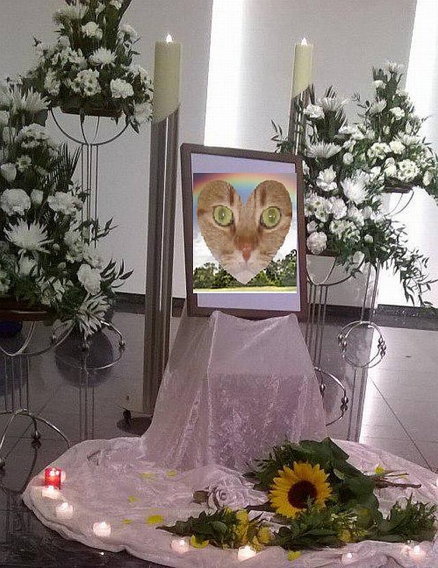 VerosKatzis's tweet photo. Neu auf dem anders benannten Blog: Eine Kerze für #RoterKater #4Wochen https://t.co/ZT0MSYk0OY https://t.co/0t59eFdup8