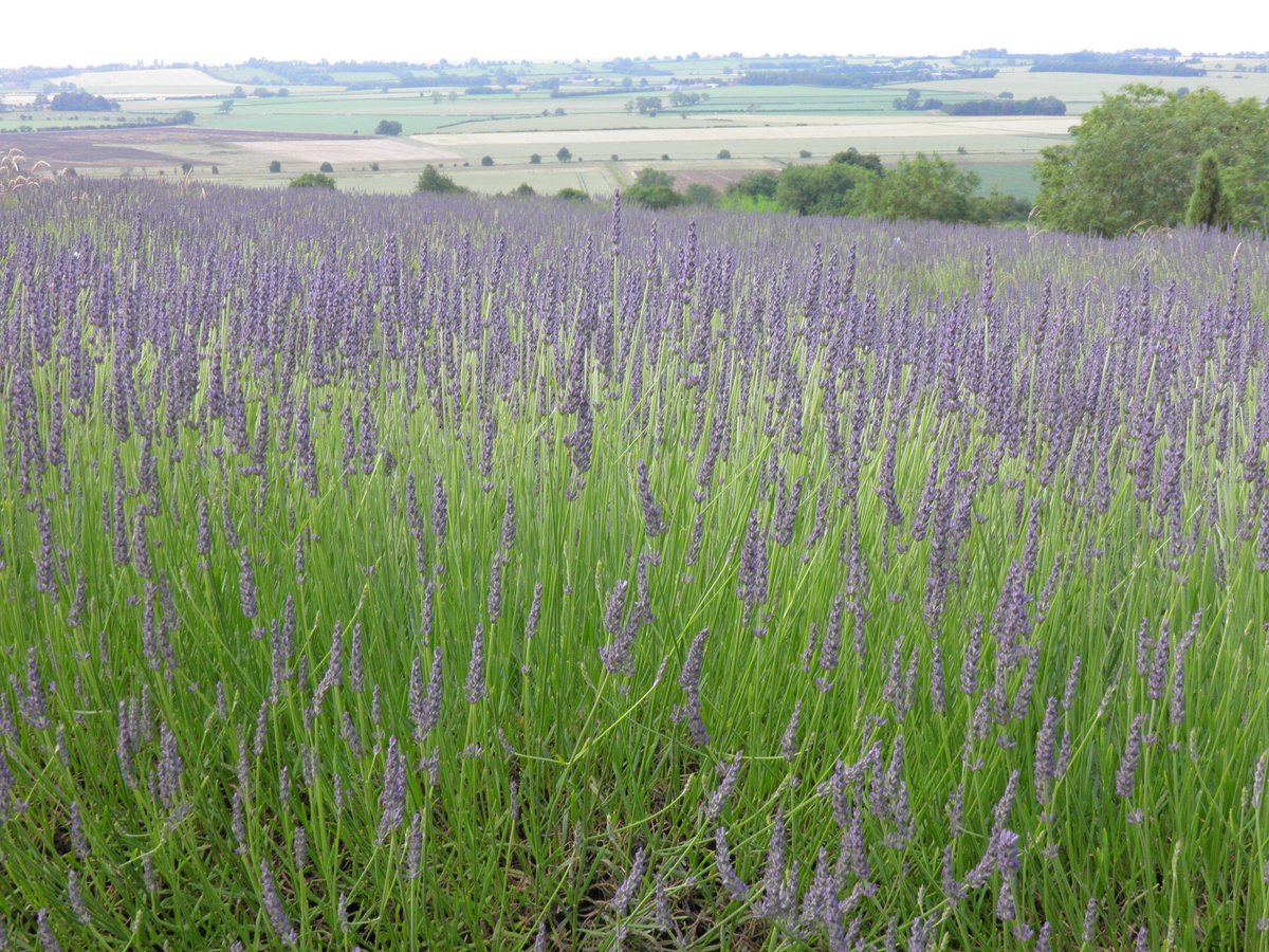 yorkslavender's tweet photo. Intermedia 'Grosso' from the maze at Yorkshire Lavender, available online at  LavenderWorld.
https://t.co/MVijxz4iNT https://t.co/grQEEEdY8K