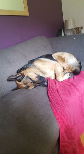 BARKKennels's tweet photo. Think it's safe to say #ExDog Bracken is well and truly settled. Happy #Rehome https://t.co/6lsBxlwIZQ