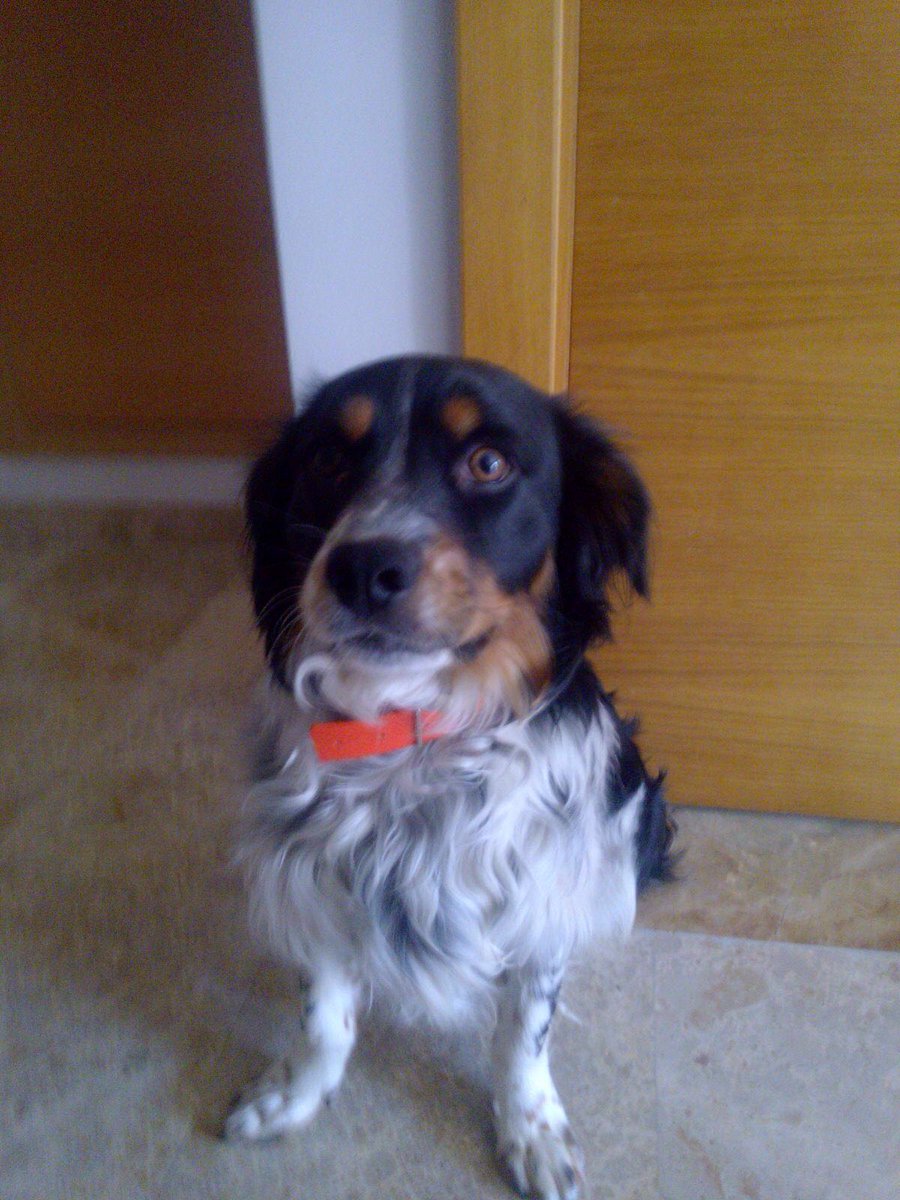 Por favor, ayudadme a difundir. Este perrito se llama Oriol y se perdió el domingo, en la zona Carrefour de la Eliana. Contacto  685179190