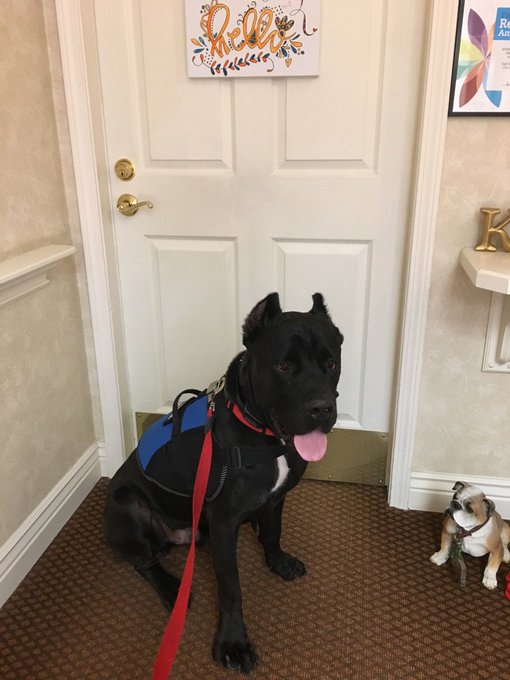 Just took #LukeCage to go visit #MissKay -He made Everyone's Day!! Such a good boy!! https://t.co/q3<a href="/tag/lukecage"class="tags">#LukeCage</a><a href="/tag/misskay"class="tags">#MissKay</a>