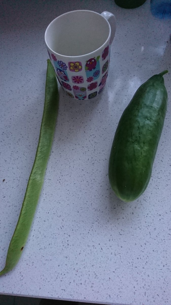PolyTunnelDad's tweet photo. Here's my mug in the shot for perspective https://t.co/caoGqipr1H