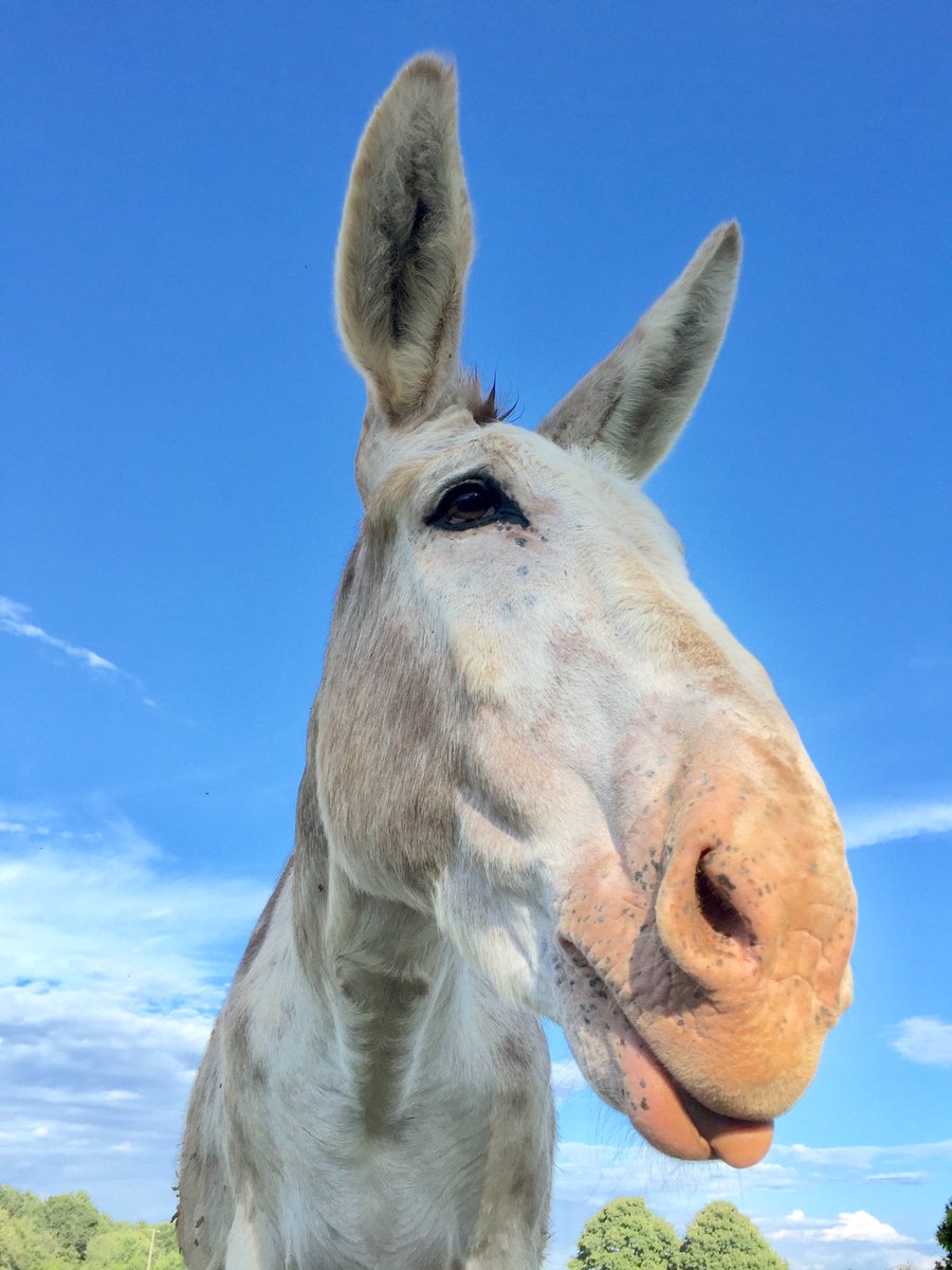 Farm of the Free Ⓥ tweet media