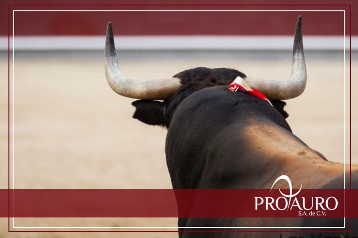ProTauro_'s tweet photo. Lo más grande de torear es imaginarse al toro pasar junto a la muleta. #Protauro https://t.co/FNqRmjR8HC