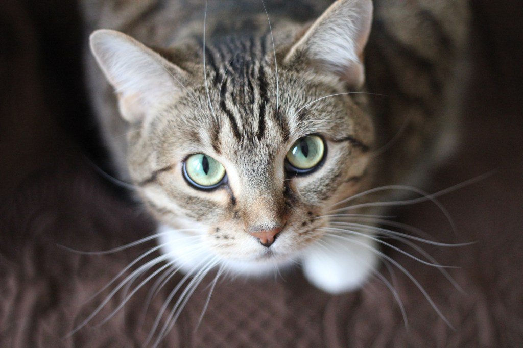 liveyoupet's tweet photo. Tips for your cat to make you more case https://t.co/Gynj4BsAhX https://t.co/2xT7vKGWnM