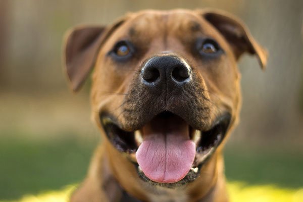 puptimize's tweet photo. Some may call today #TongueOutTuesday, but we prefer to call it #TrainingTuesday...so teach your dog with the free Puptimize app today :) https://t.co/YzqDArvcwJ