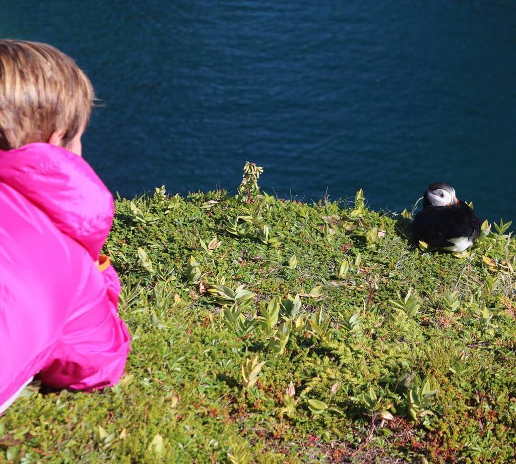 Puffinhikes's tweet photo. One of our guests watching a puffin on today's guided hike near #Bonavista #Newfoundland 
#newfoundlandlabrador #nltourism #explorecanada #… https://t.co/q4WBveACS5
