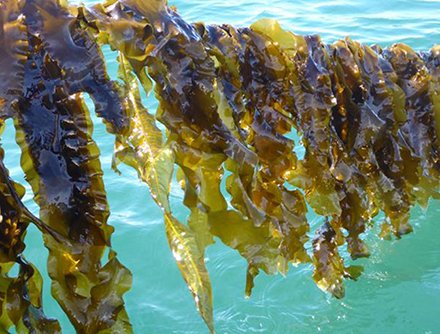 GSA_Seafood's tweet photo. When we talk about #aquaculture, we often forget to discuss aquatic plants, particularly #seaweed. https://t.co/KN8dR3Pj4B https://t.co/VZXy8xVwPS