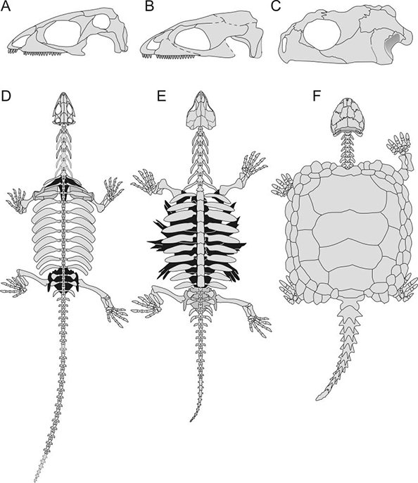 NHM JournalSystPal on Twitter: "NEW: Osteology of the ...