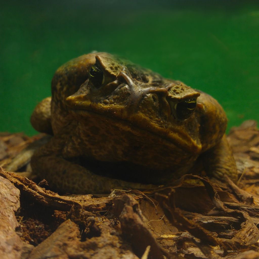 markmandica's tweet photo. Princess Doesn't Approve — Even she knows this is a #DailyDisaster — The swamp is only getting more crowded #ToadsForPeace #ToadsForEquality https://t.co/VGVcQJkJdz