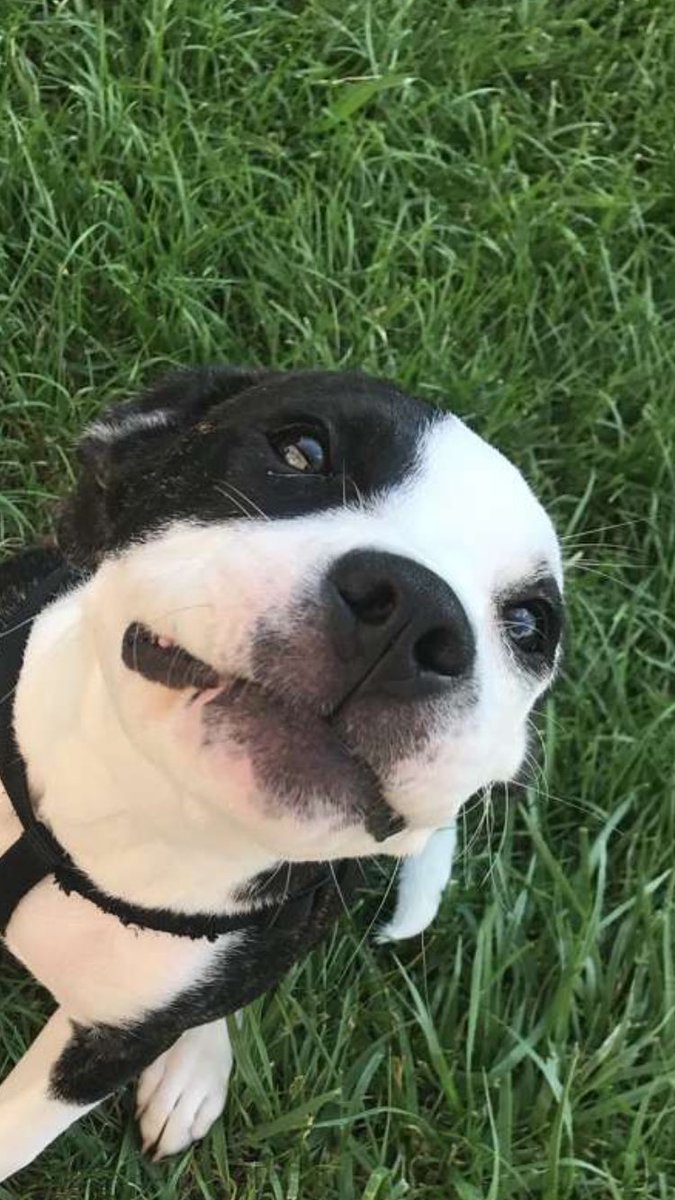 chrisappny1's tweet photo. I've missed my dog so much 😭 https://t.co/5p0ywOUTrj
