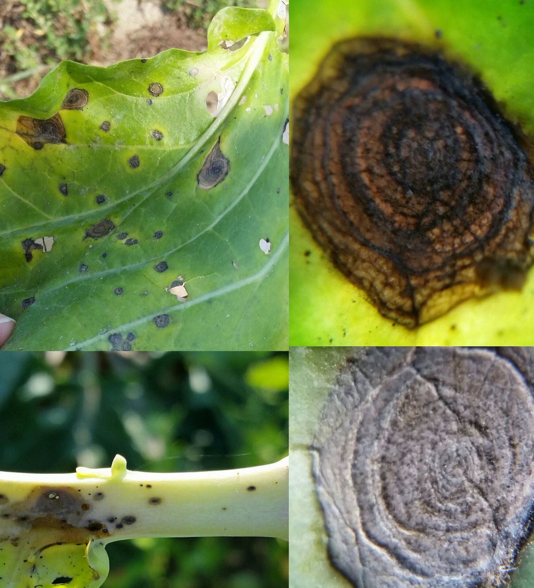 Darcy Telenko tweet media