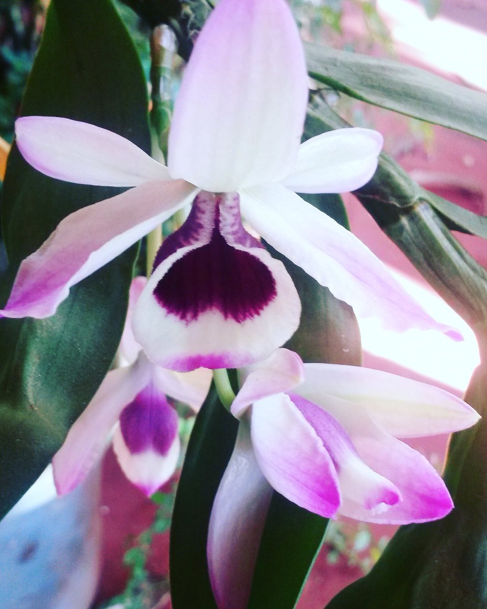 LauraAndreaSil2's tweet photo. Mi Bella orquídea https://t.co/gijVIt2M9k