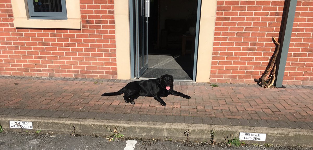 Willis_Cooper's tweet photo. It's too nice weather to be doing accounts inside, Indie has got the right idea ☀️#britishsummertime https://t.co/Uof8gzyVtH