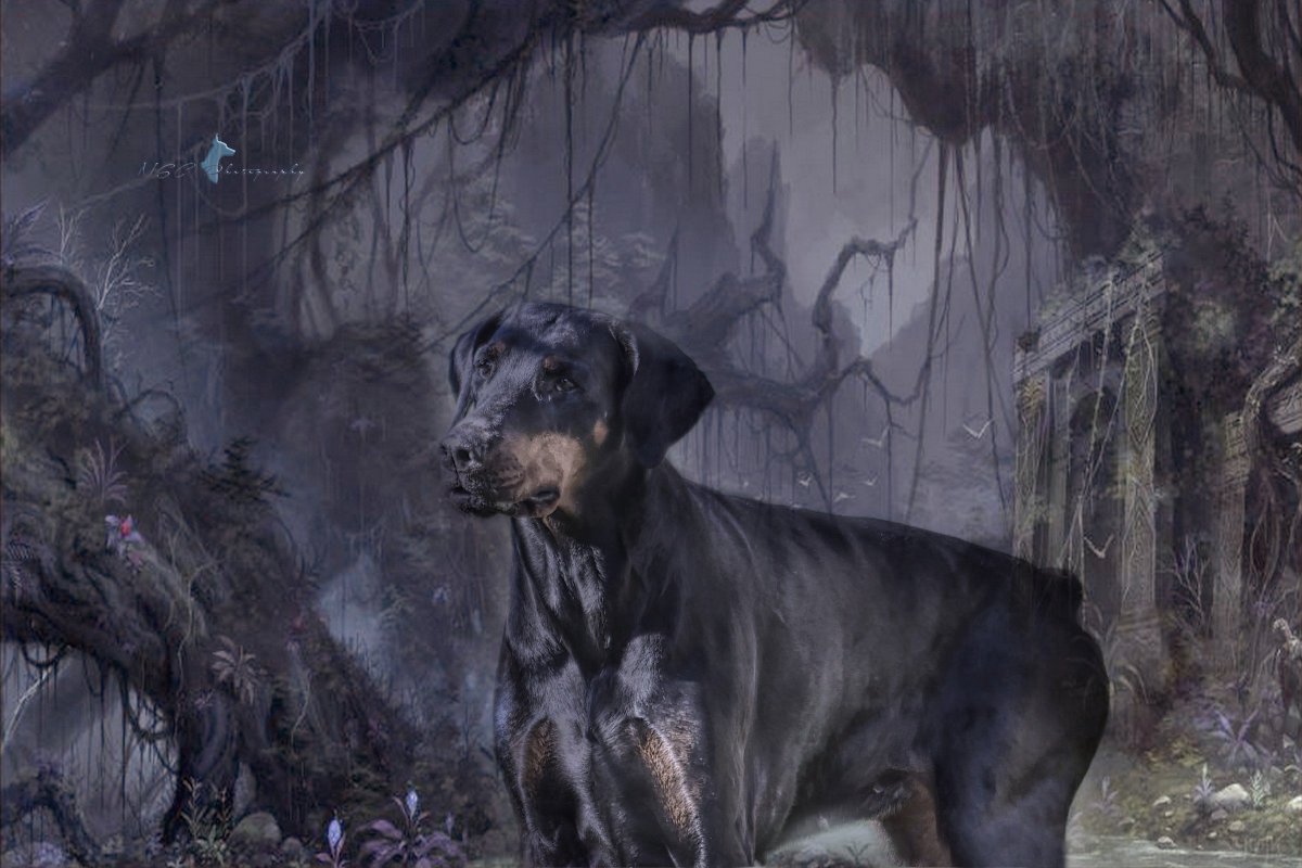 CaroleCellier's tweet photo. ♠ChiswickMyLove♥The Chiswick trilogy on the imaginary
3themes►3days
DAY3[Mystic Forest]
#dogcelebration #dogsoftwitter #doberworld #500pxrtg https://t.co/psH251G4V0