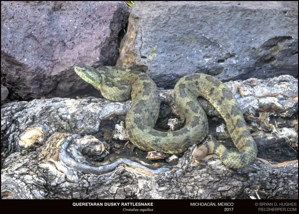 Queretaran Dusky Rattlesnake we found in Michoacan, Mexico in June.