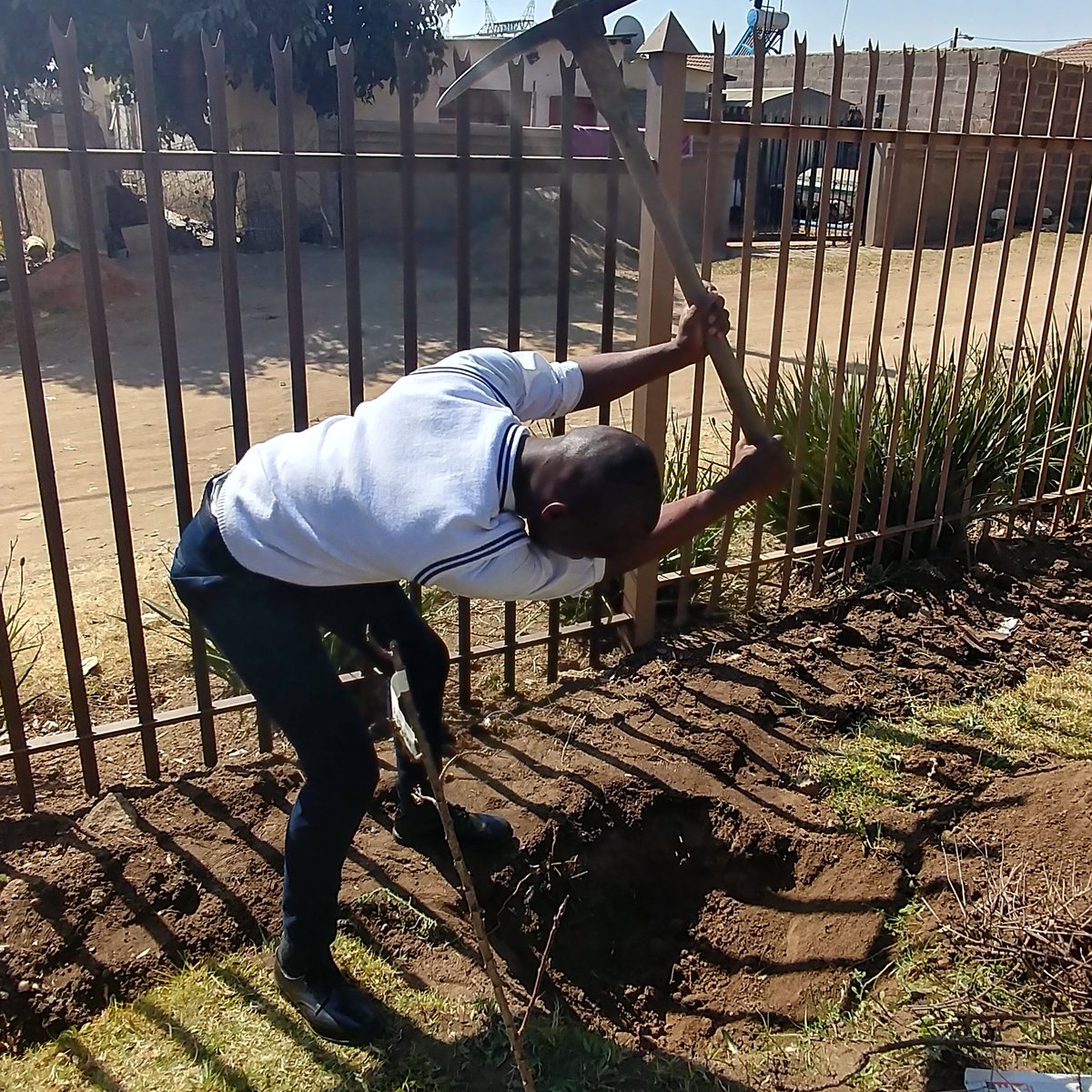 Lebolusciously's tweet photo. Thank you so much @CarlaDeKok95,  @R3R5Nursery, @budgetplants1 for donating 8 fruit trees #addinghope #MissEarth2017 #NationalFinalist2017 https://t.co/LiXCYdrgSo