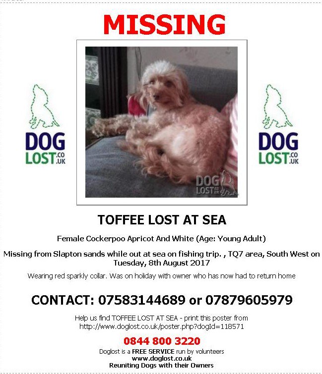 FindOurPup's tweet image. HELP NEEDED #Devon  If this dog did swim in she would be between #Holcombe, #Teignmouth, &amp;amp; #StackLighouse TQ13 Help needed search &amp;amp; poster