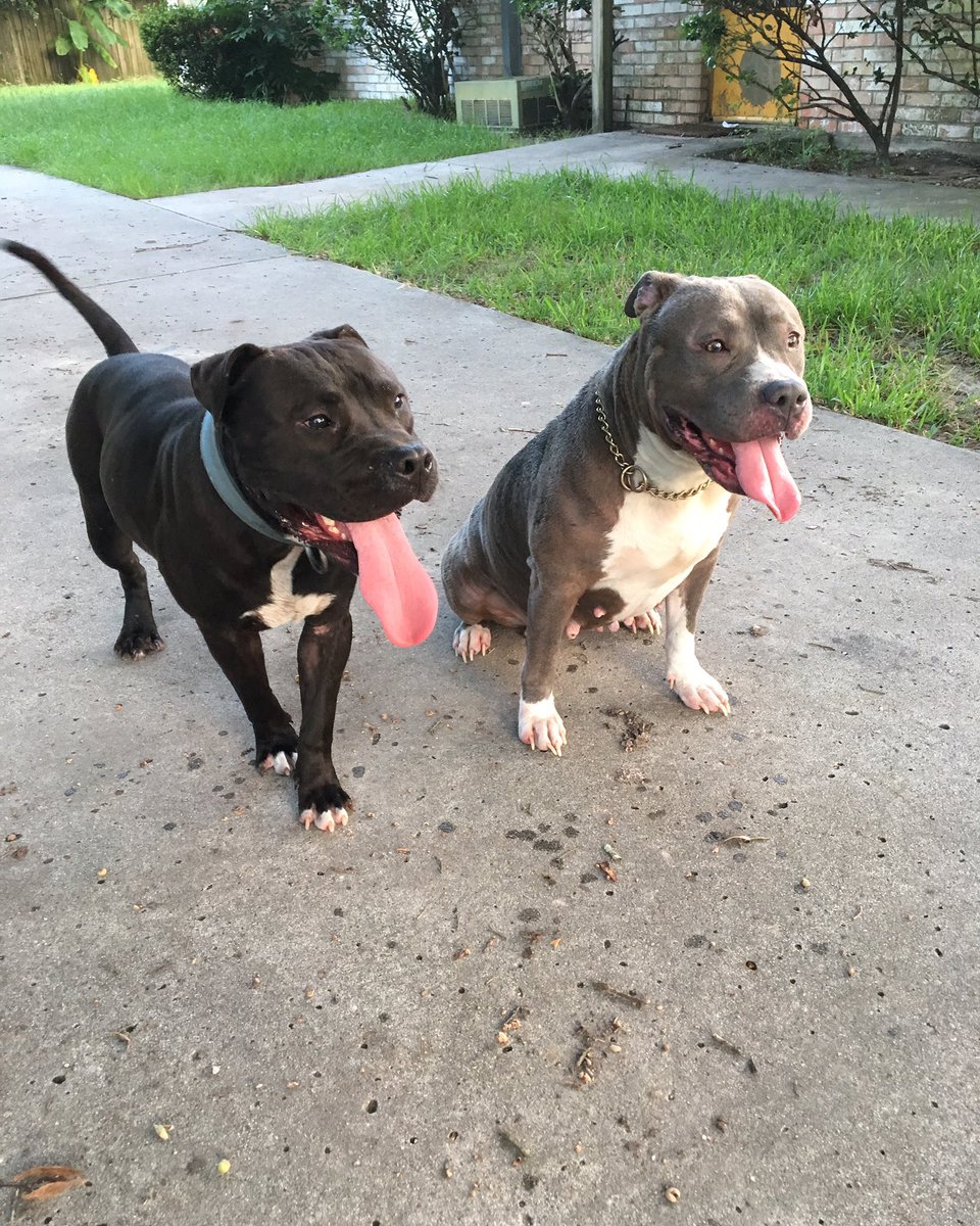 Marshbullycrew's tweet photo. Jade & Bo #Marshbullycrew 💪🏾💪🏾💪🏾 https://t.co/ePCj27EZ3D