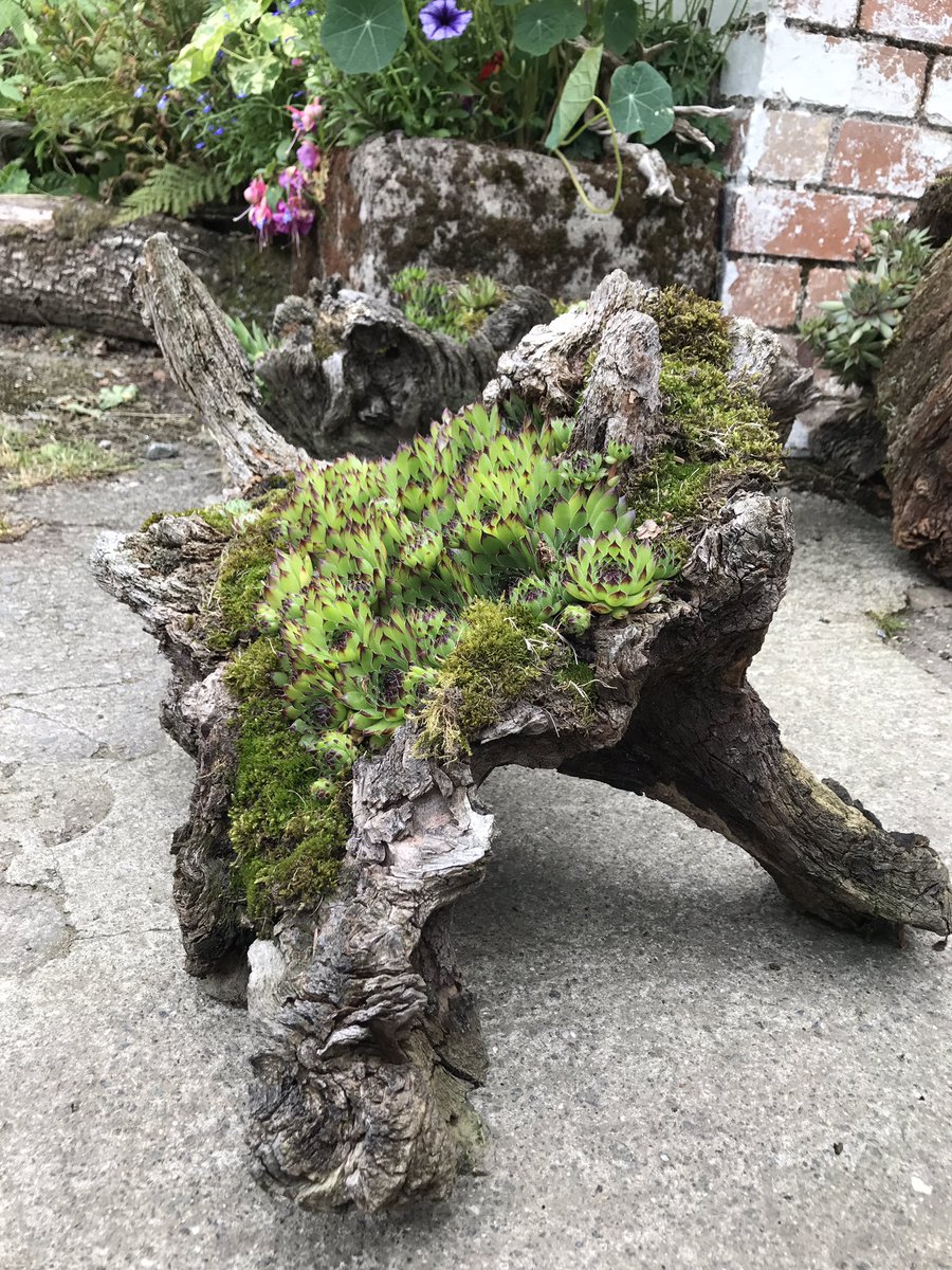 OakstumpsD's tweet photo. #natural #planter #sempervivum #organic free standing oak planters, great for patios, gravel, decking or table tops. https://t.co/22gXCkZhGi
