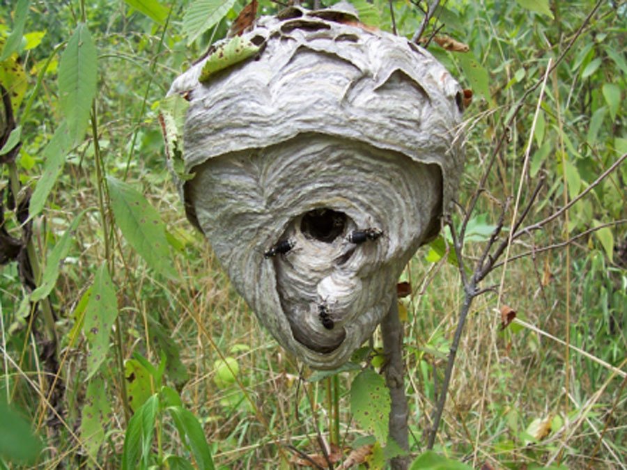 Left- Bald Faced Hornet's nest, right- Yellow Jackets.pic.twitter.com/...