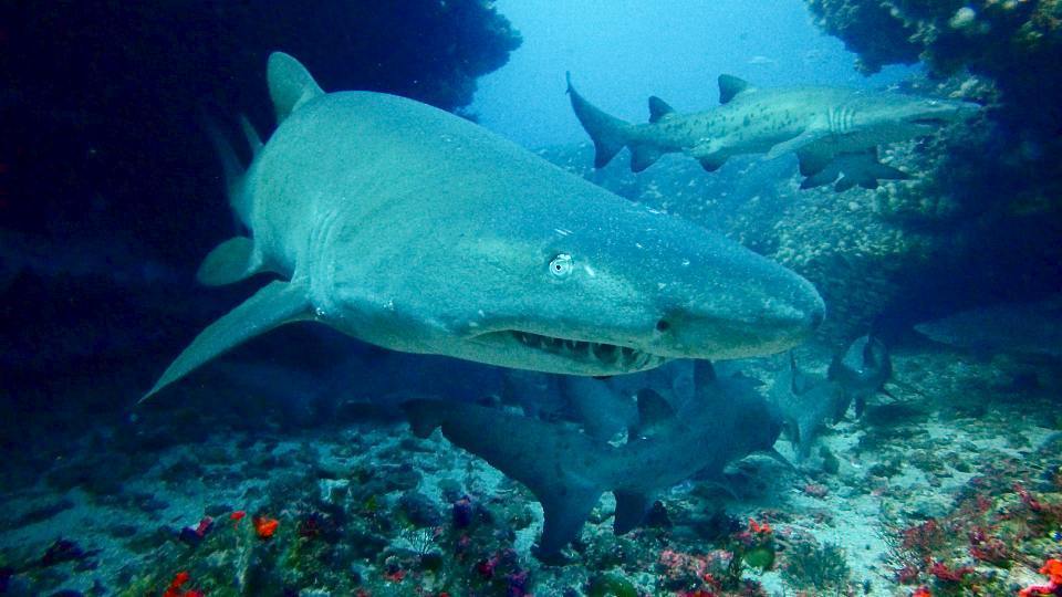 blanc_tibo's tweet photo. Ragged tooth sharks (or sand tiger sharks) at the dive site Pinnacles, at Protea banks.

#sharks #savesharks #shar… https://t.co/bWSgb3DmnT https://t.co/VTn9ajAgbQ