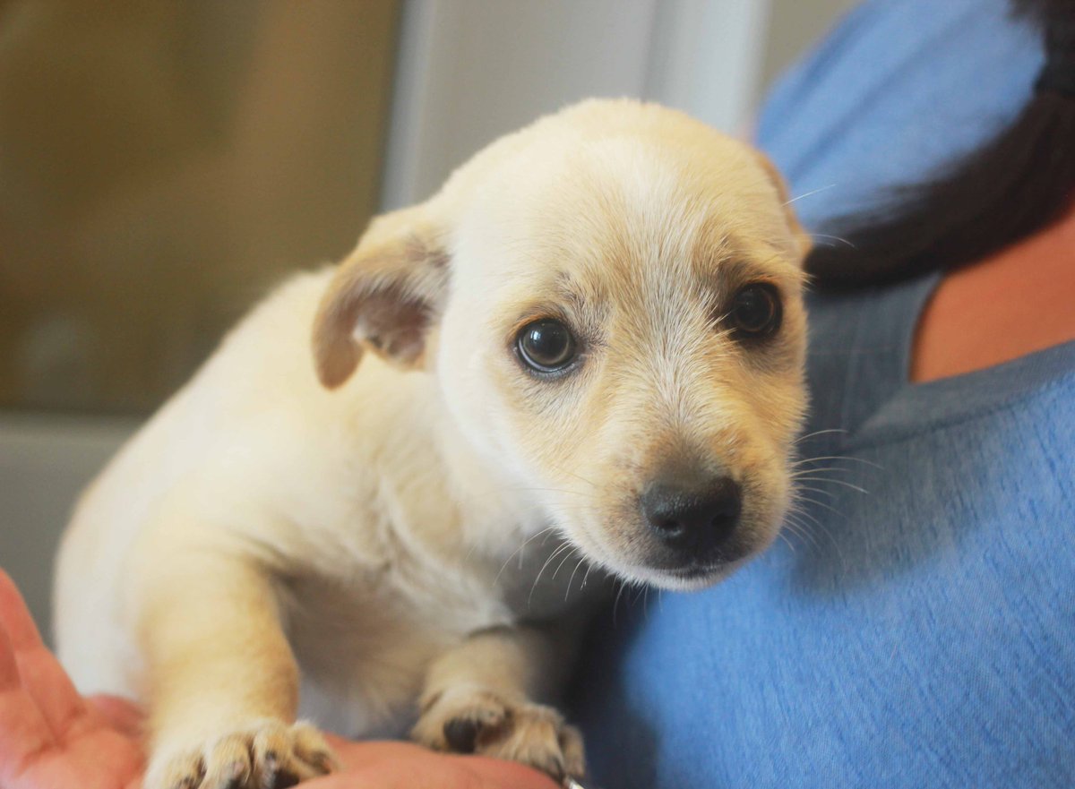 San José Animal Care (sanjoseanimals) Twitter