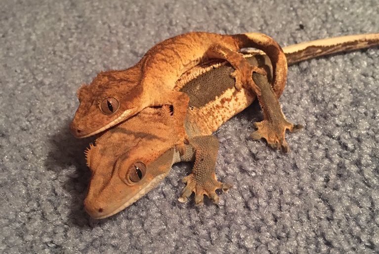 WeRateLizards's tweet image. only true friends give each other piggybacks 18/10