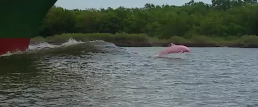 TMMC's tweet photo. Pinky the dolphin is actually an albino. Its color comes from blood vessels and tissues https://t.co/xVbPGtxk4p https://t.co/oEeUzKJ18t