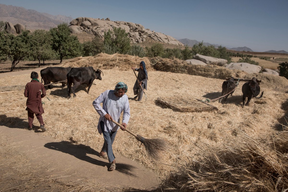 AfghanAgencies's tweet photo. Traditional methods of willowing and washing wheat to be milled in #Daikundi. #Afghanistan #M4DAfgTrip #M4Dprojects Photo by @joelvanhoudt https://t.co/0zyOBCmFPs