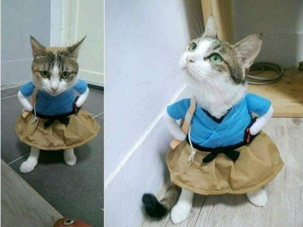 exuliane's tweet photo. QUE HISTÓRIA É ESSA DE ATIRAR O PAU NO GATO JORGE? https://t.co/VawRPYyOIi