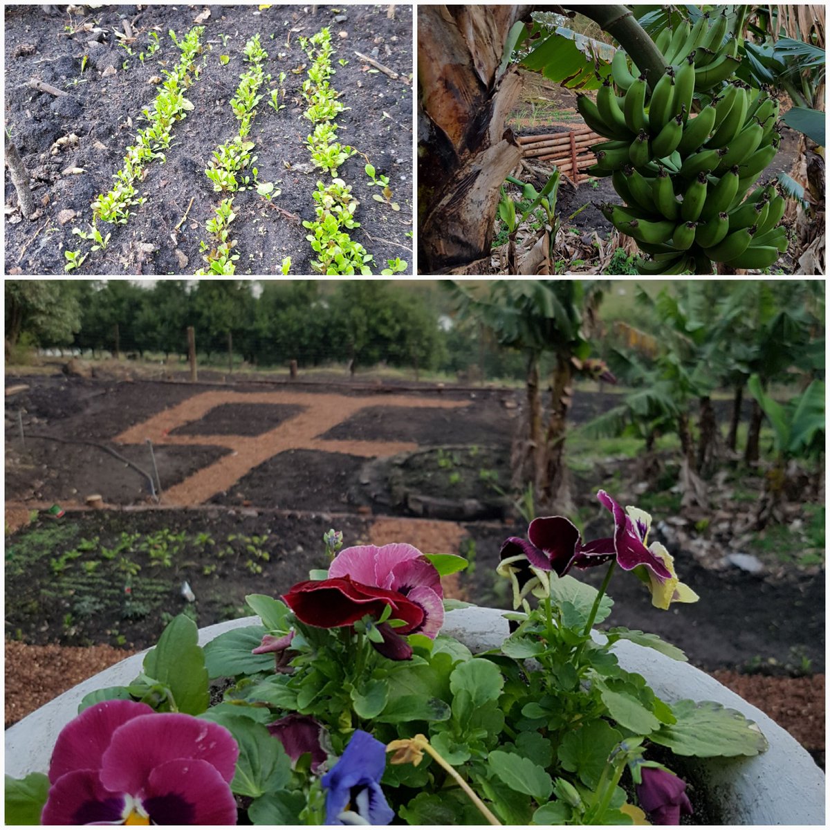 pippa_richards's tweet photo. My veggie garden is starting to produce some organic fruit and veggies #Homegrown https://t.co/1hJdhcizOB