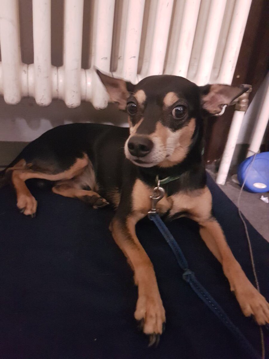 bpol_b's tweet photo. An mein Frauchen/Herrchen: Mich am Bhf. #Zoologischer_Garten zu vergessen ist voll daneben. Ick bin jetze bei den 👮🏼👮🏼‍♀️ der #bpol. 🐕 https://t.co/oQU7h7aS3g