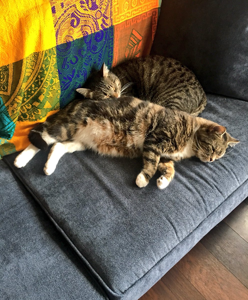 nmcshinsky89's tweet photo. Two of my sweet fur balls!!! 😻😻 #FearlessFelix #Oatsy https://t.co/8rsKLtbbY6