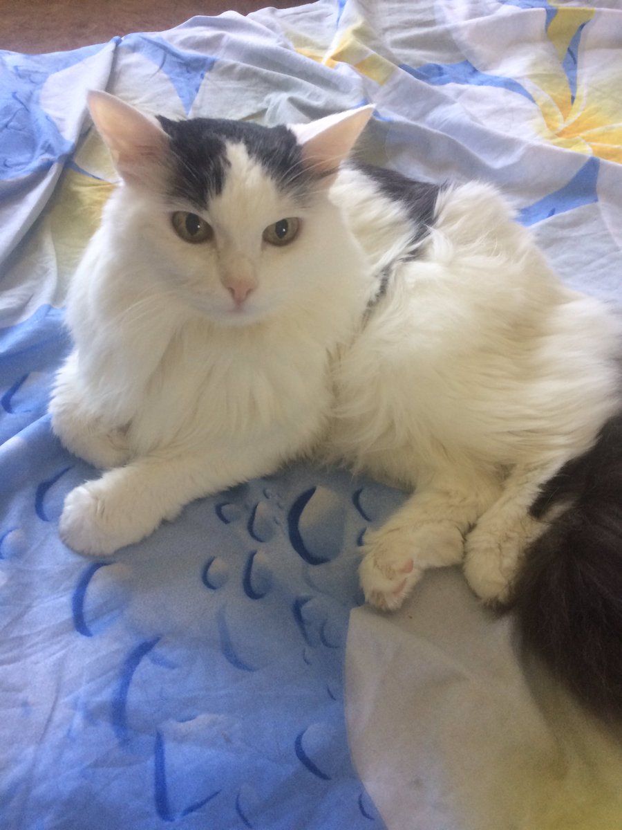 Котику 19 лет