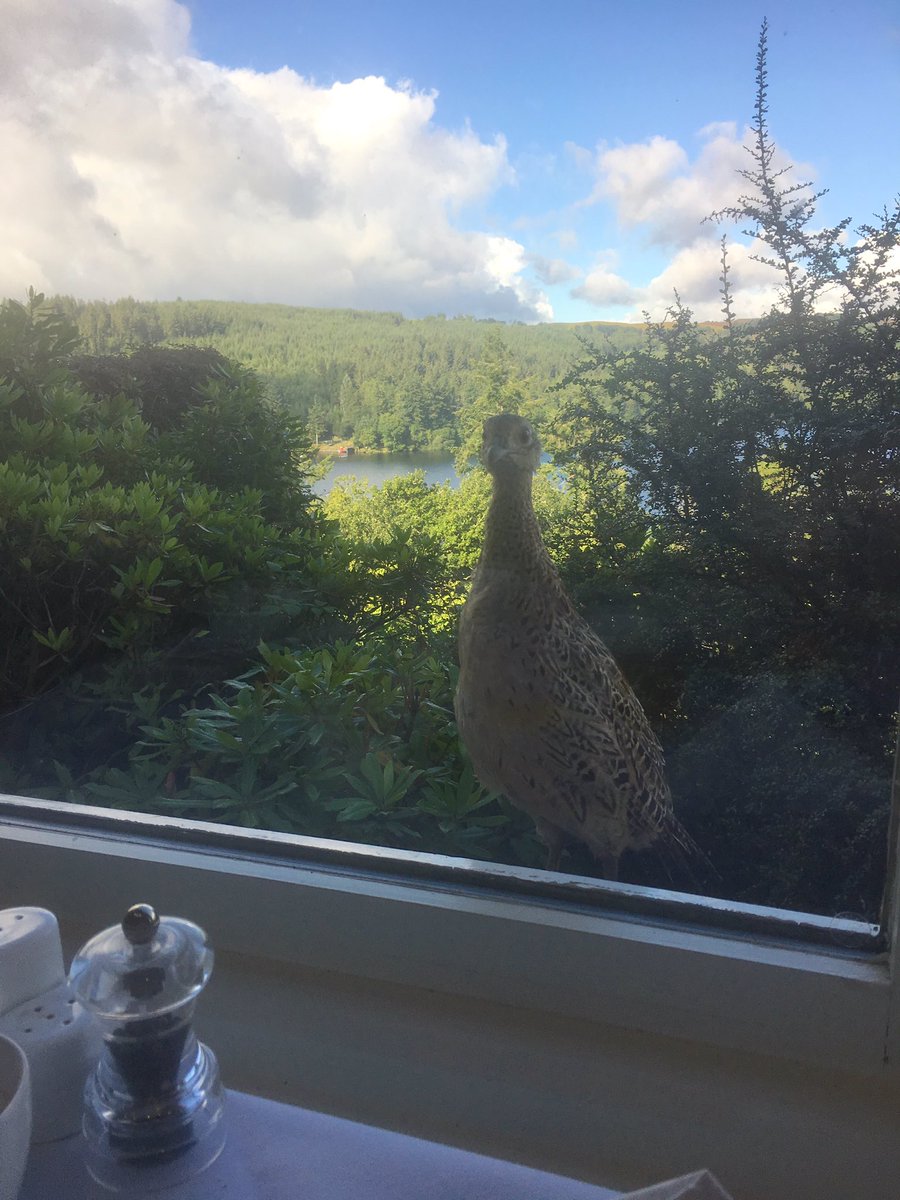 Visitor for breakfast this morning
